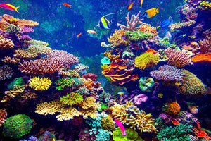 Coral Reef and Tropical Fish Wall Mural Wallpaper - Canvas Art Rocks - 1