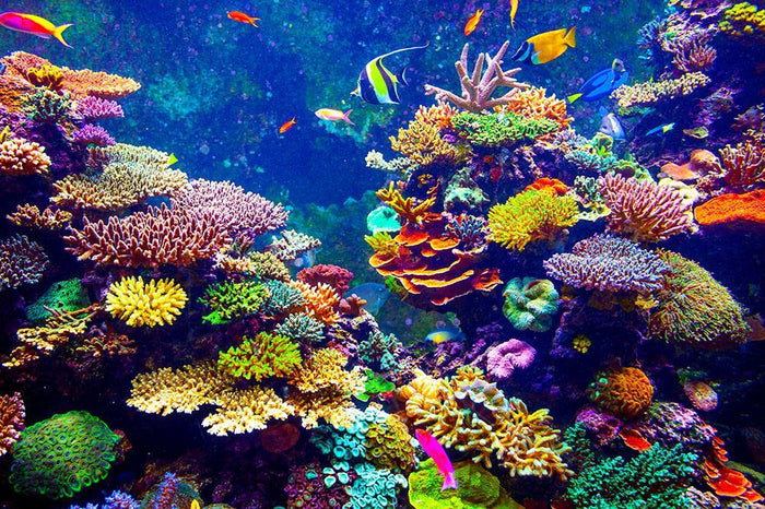 Coral Reef and Tropical Fish Wall Mural Wallpaper