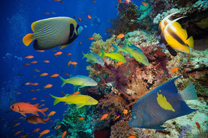 Coral Reef on Red Sea Wall Mural Wallpaper - Canvas Art Rocks - 1