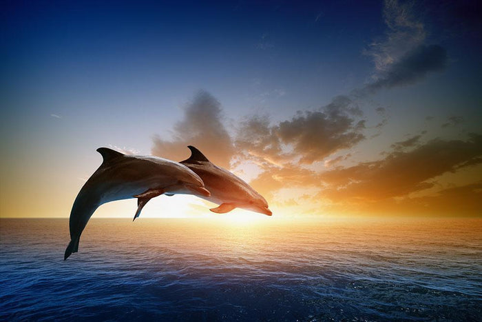 Couple jumping dolphins Wall Mural Wallpaper