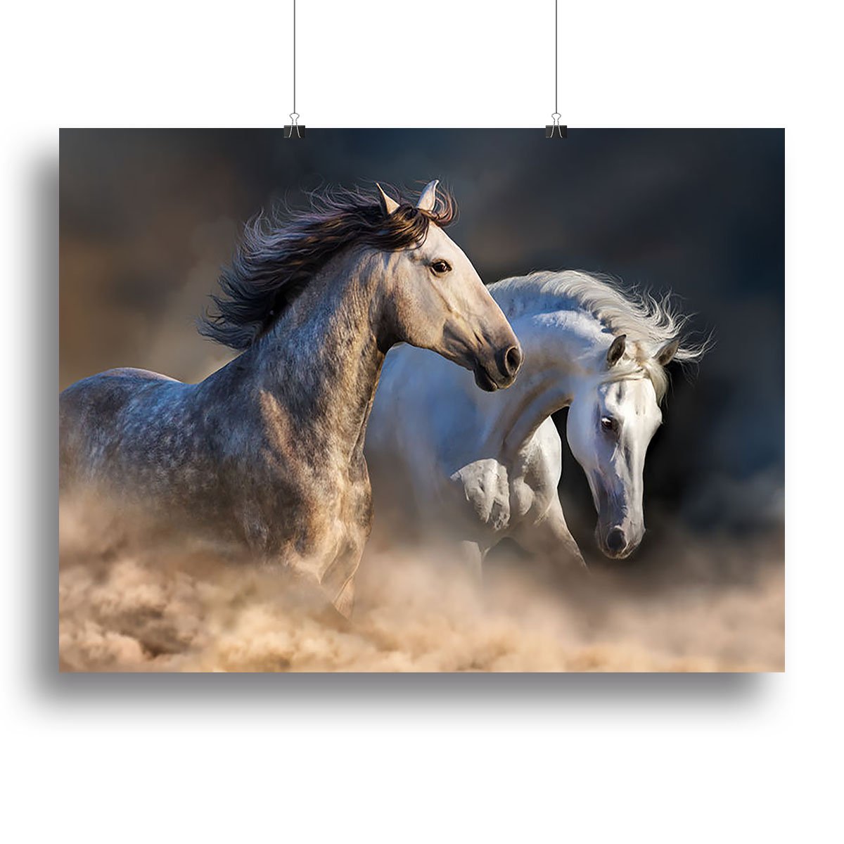 Couple of horse run in dust at sunset light Canvas Print or Poster