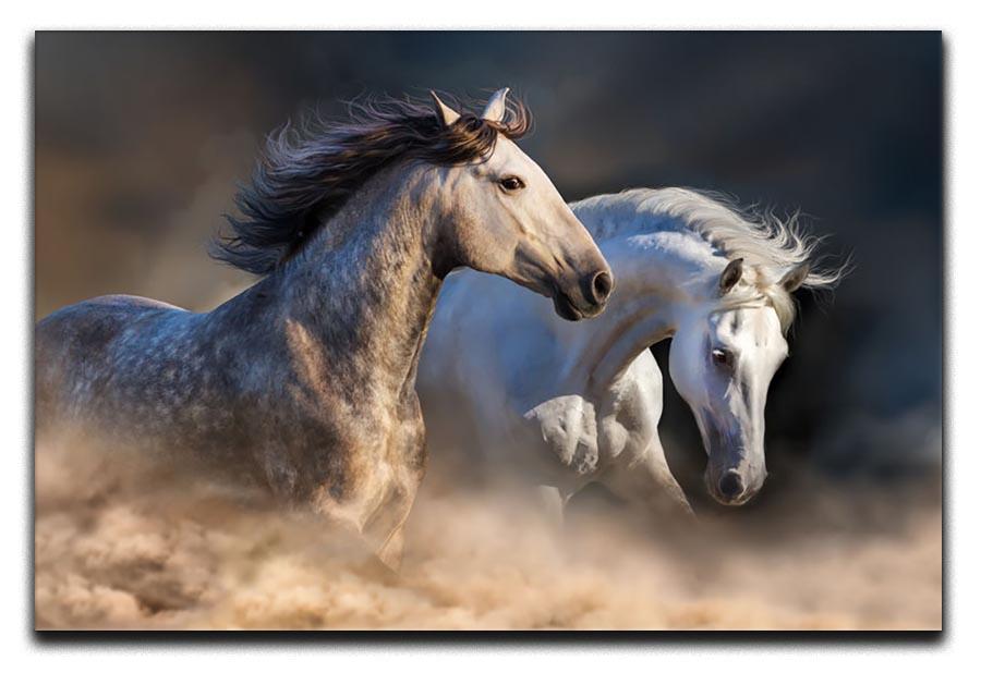 Couple of horse run in dust at sunset light Canvas Print or Poster - Canvas Art Rocks - 1