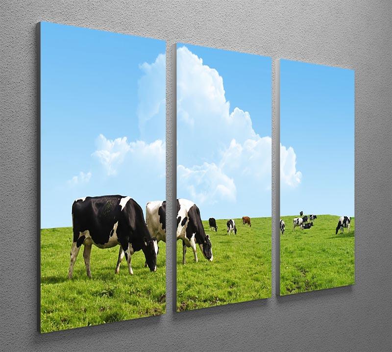 Cows grazing on a farm 3 Split Panel Canvas Print - Canvas Art Rocks - 2
