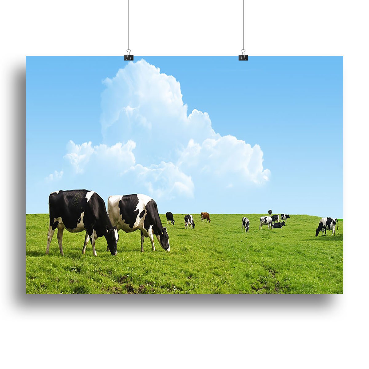 Cows grazing on a farm Canvas Print or Poster