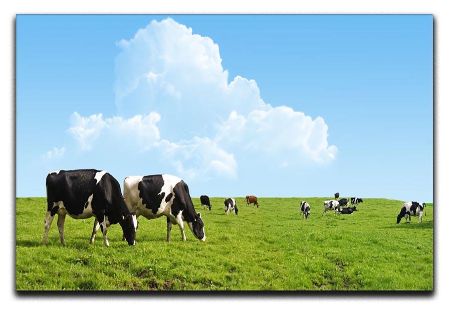 Cows grazing on a farm Canvas Print or Poster - Canvas Art Rocks - 1