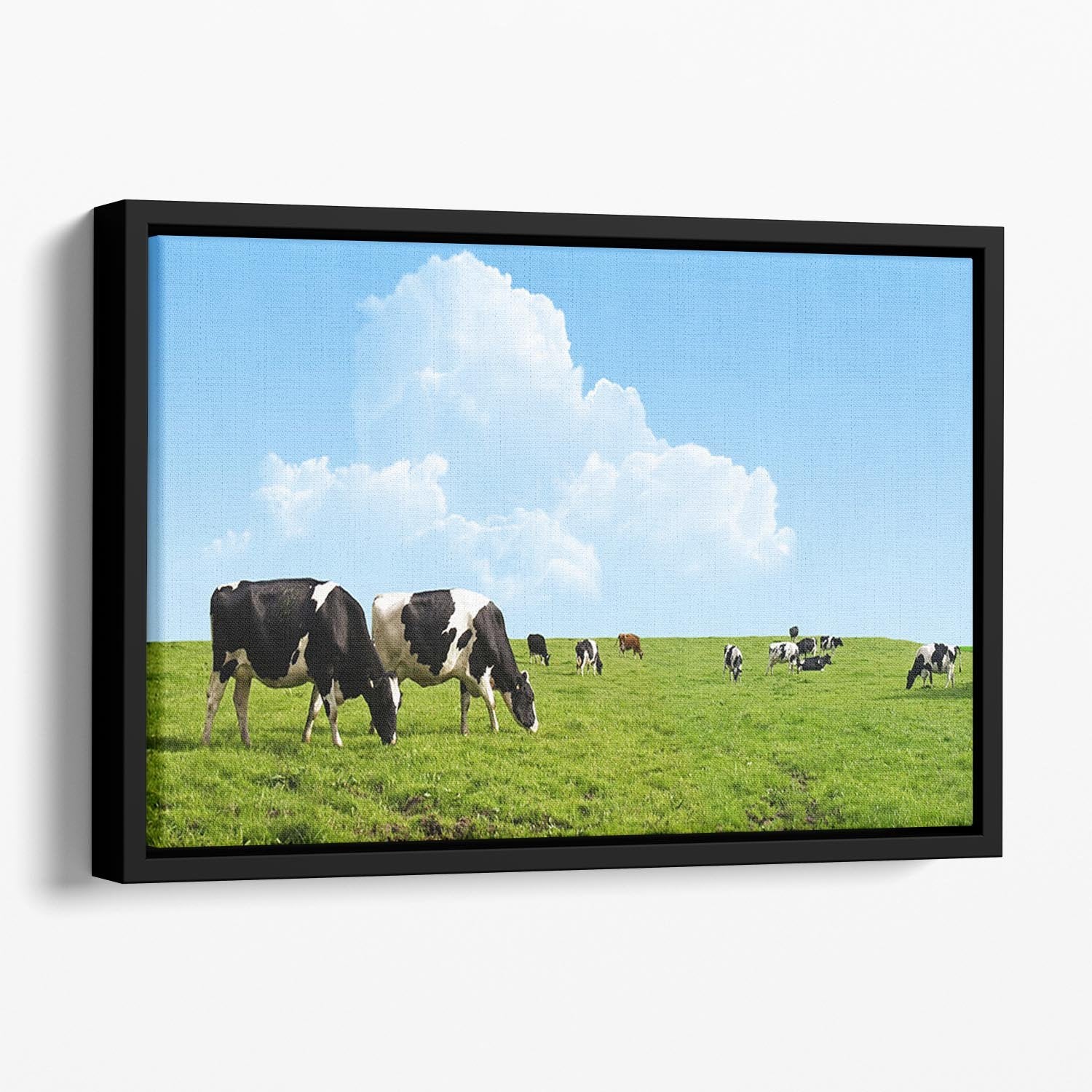 Cows grazing on a farm Floating Framed Canvas - Canvas Art Rocks - 1