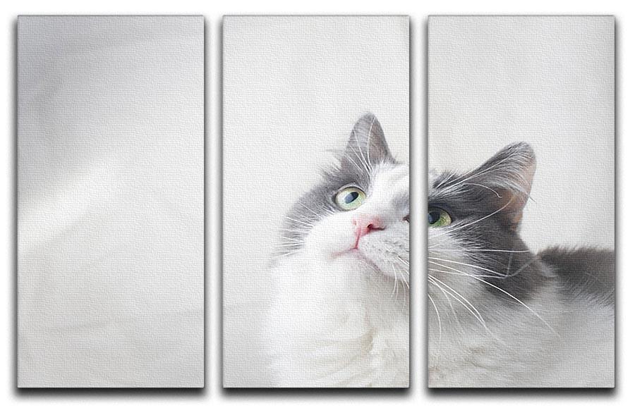 Curious cat looking up 3 Split Panel Canvas Print - Canvas Art Rocks - 1