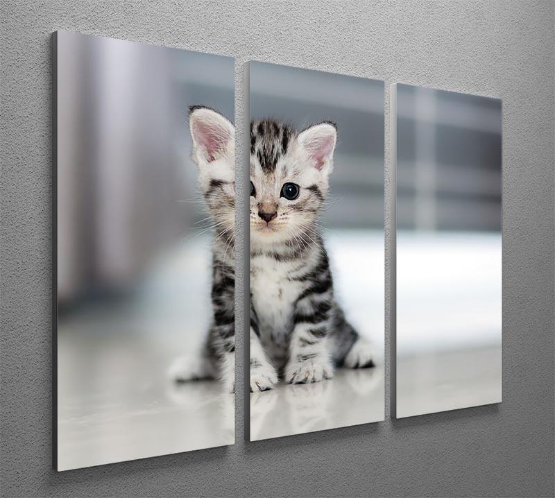 Cute American shorthair cat kitten 3 Split Panel Canvas Print - Canvas Art Rocks - 2