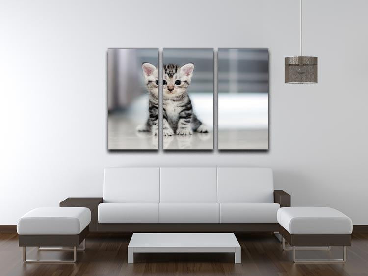 Cute American shorthair cat kitten 3 Split Panel Canvas Print - Canvas Art Rocks - 3