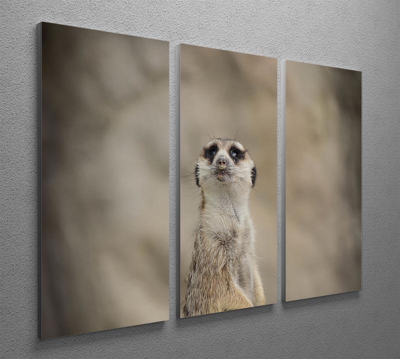 Cute Meerkat 3 Split Panel Canvas Print - Canvas Art Rocks - 2