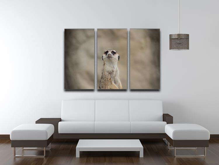 Cute Meerkat 3 Split Panel Canvas Print - Canvas Art Rocks - 3