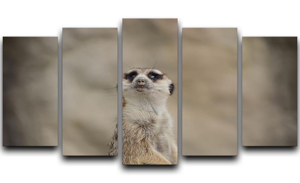 Cute Meerkat 5 Split Panel Canvas - Canvas Art Rocks - 1