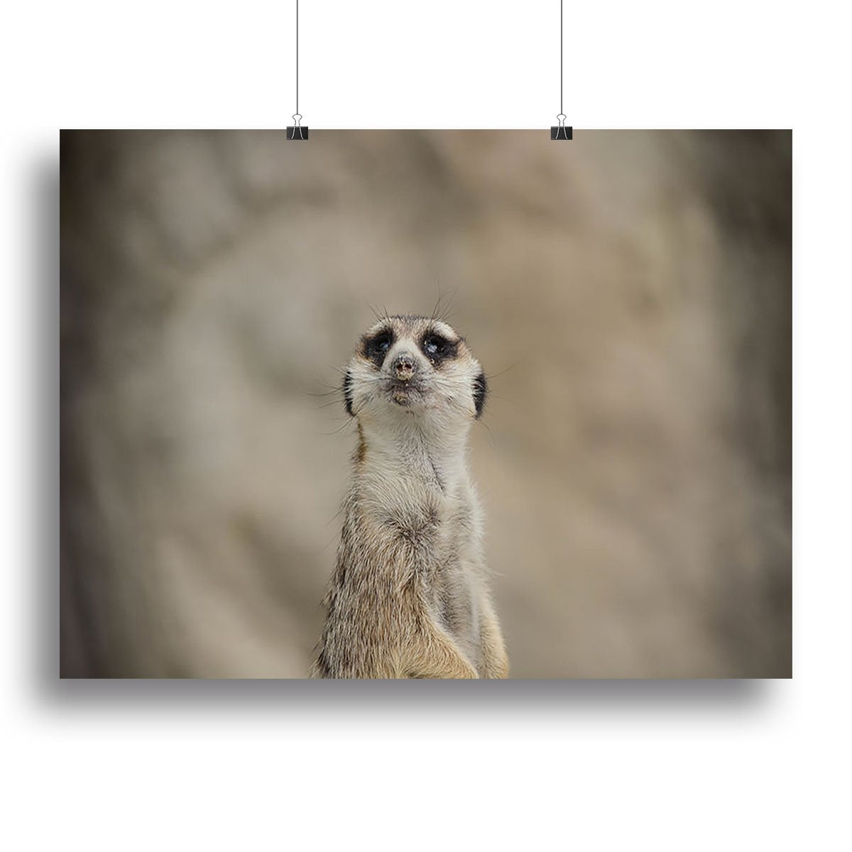 Cute Meerkat Canvas Print or Poster
