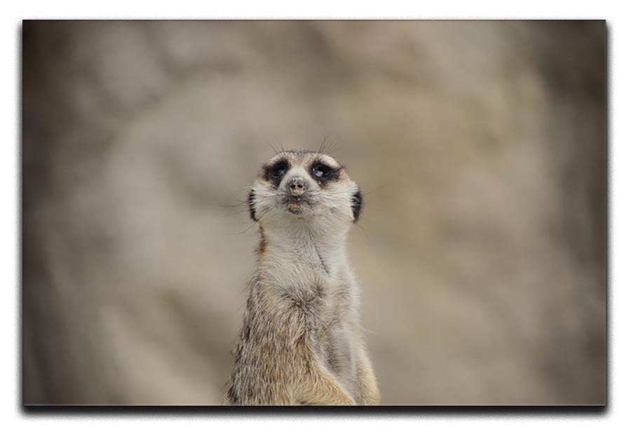 Cute Meerkat Canvas Print or Poster - Canvas Art Rocks - 1