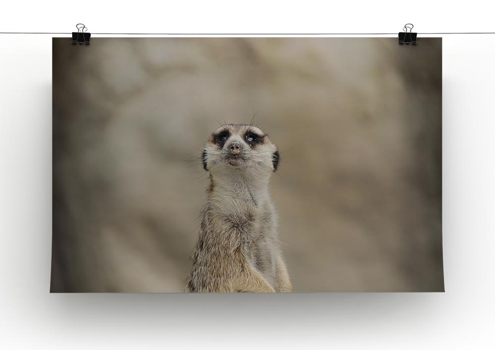 Cute Meerkat Canvas Print or Poster - Canvas Art Rocks - 2