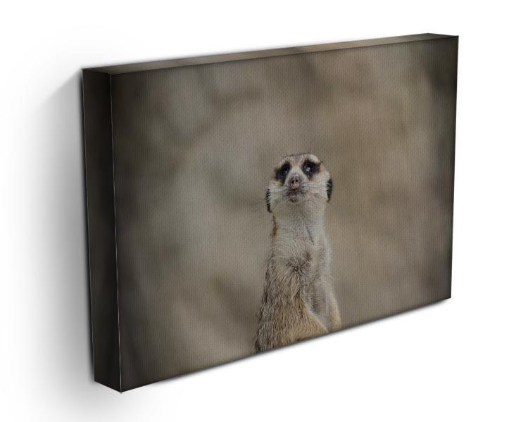 Cute Meerkat Canvas Print or Poster - Canvas Art Rocks - 3