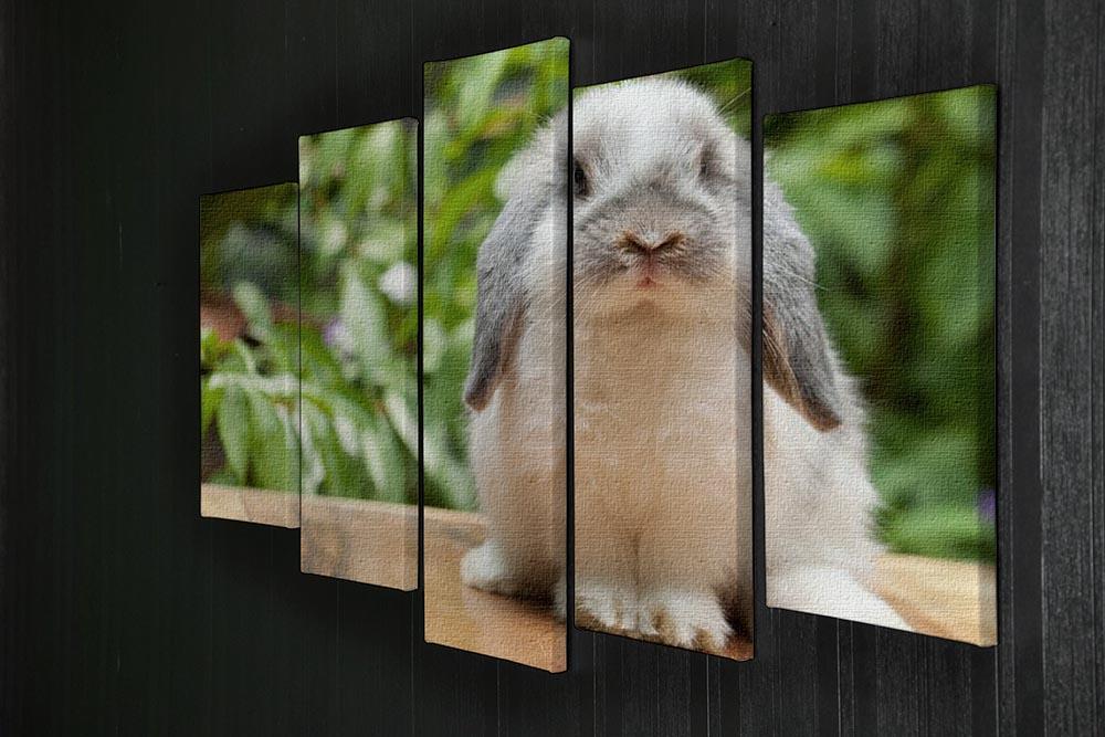 Cute holland lop rabbit 5 Split Panel Canvas - Canvas Art Rocks - 2