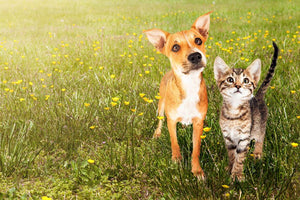 Cute kitten and puppy together in a field Wall Mural Wallpaper - Canvas Art Rocks - 1