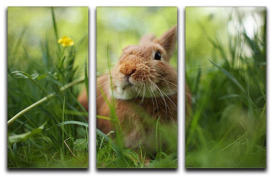 Cute rabbit in green grass 3 Split Panel Canvas Print - Canvas Art Rocks - 1
