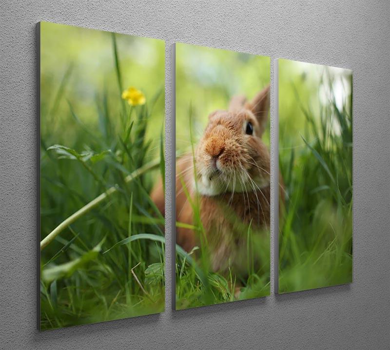Cute rabbit in green grass 3 Split Panel Canvas Print - Canvas Art Rocks - 2