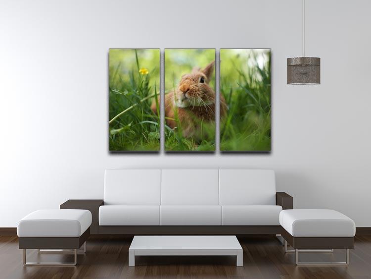 Cute rabbit in green grass 3 Split Panel Canvas Print - Canvas Art Rocks - 3