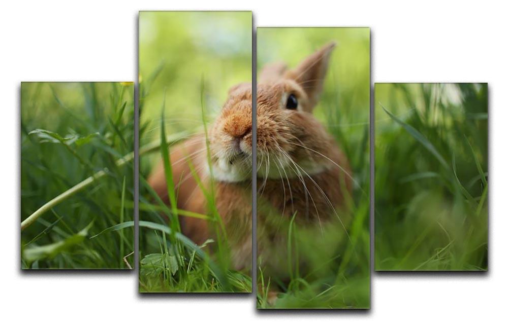 Cute rabbit in green grass 4 Split Panel Canvas - Canvas Art Rocks - 1