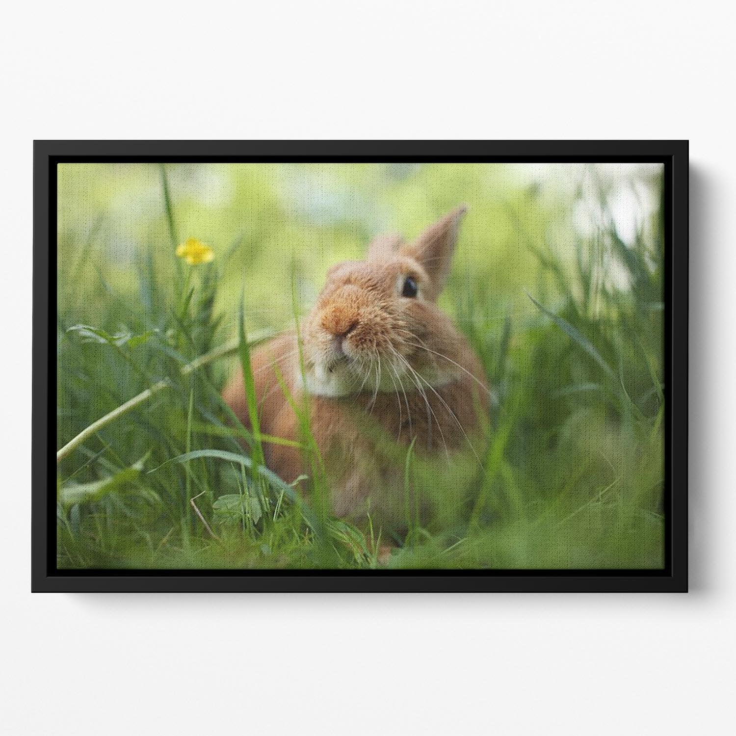 Cute rabbit in green grass Floating Framed Canvas - Canvas Art Rocks - 2