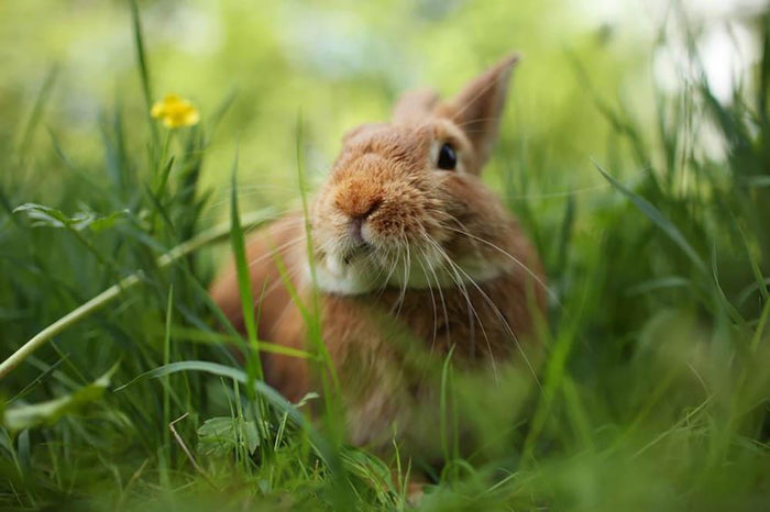 Cute rabbit in green grass Wall Mural Wallpaper
