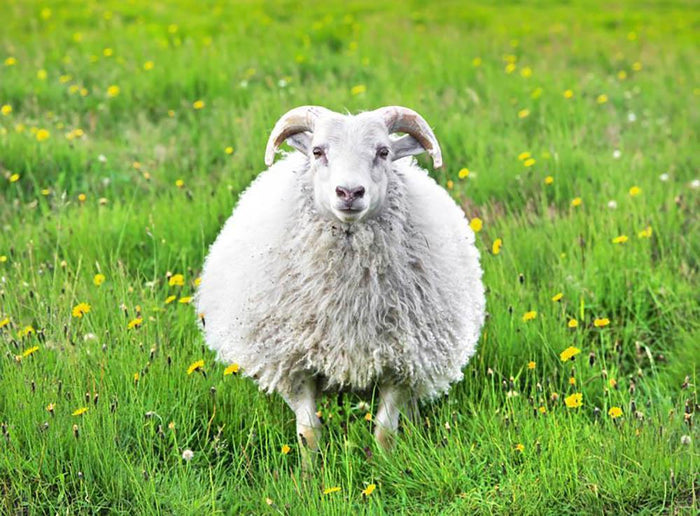 Cute sheep in Iceland staring into the camera Wall Mural Wallpaper