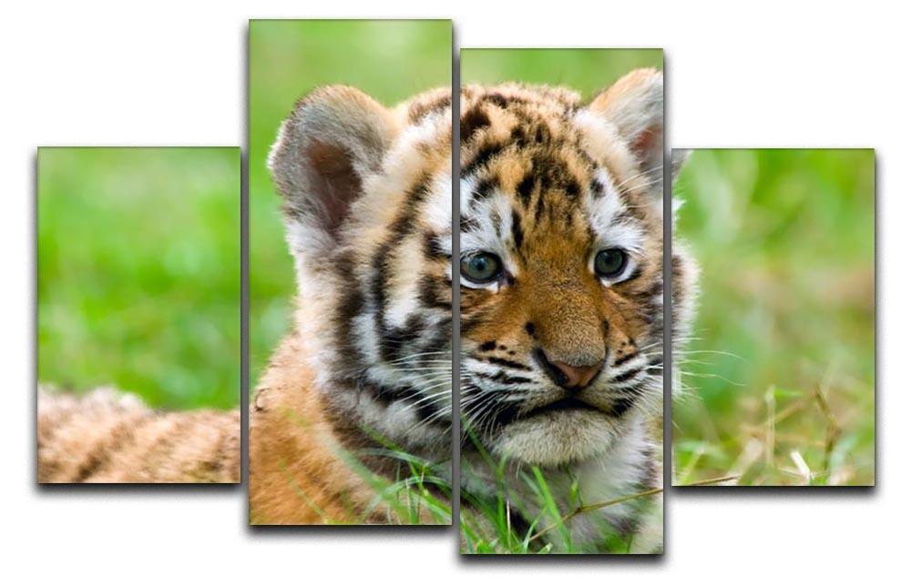 Cute siberian tiger cub 4 Split Panel Canvas - Canvas Art Rocks - 1