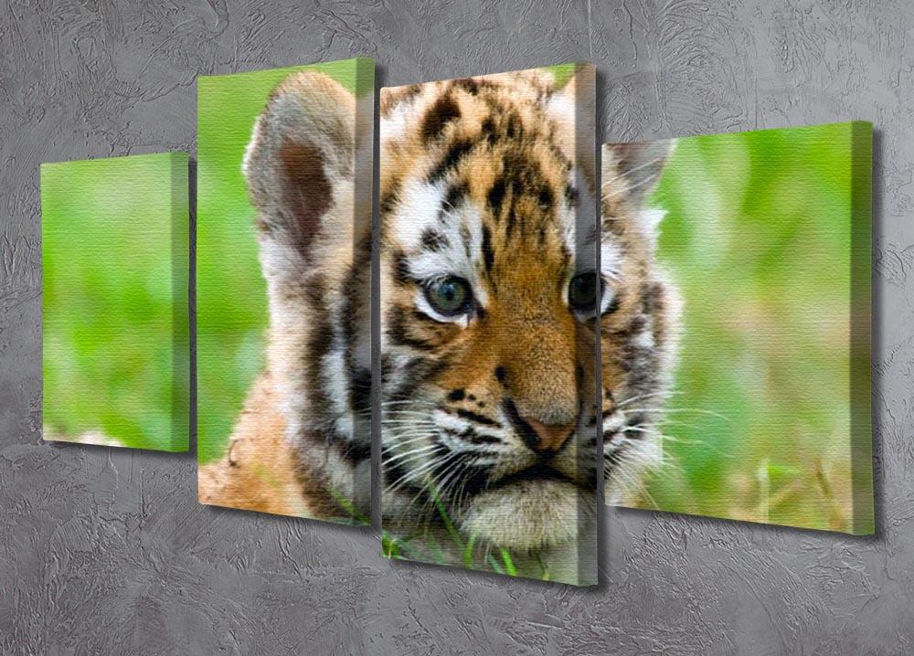Cute siberian tiger cub 4 Split Panel Canvas - Canvas Art Rocks - 2