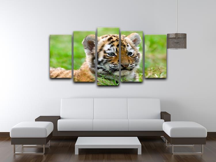 Cute siberian tiger cub 5 Split Panel Canvas - Canvas Art Rocks - 3