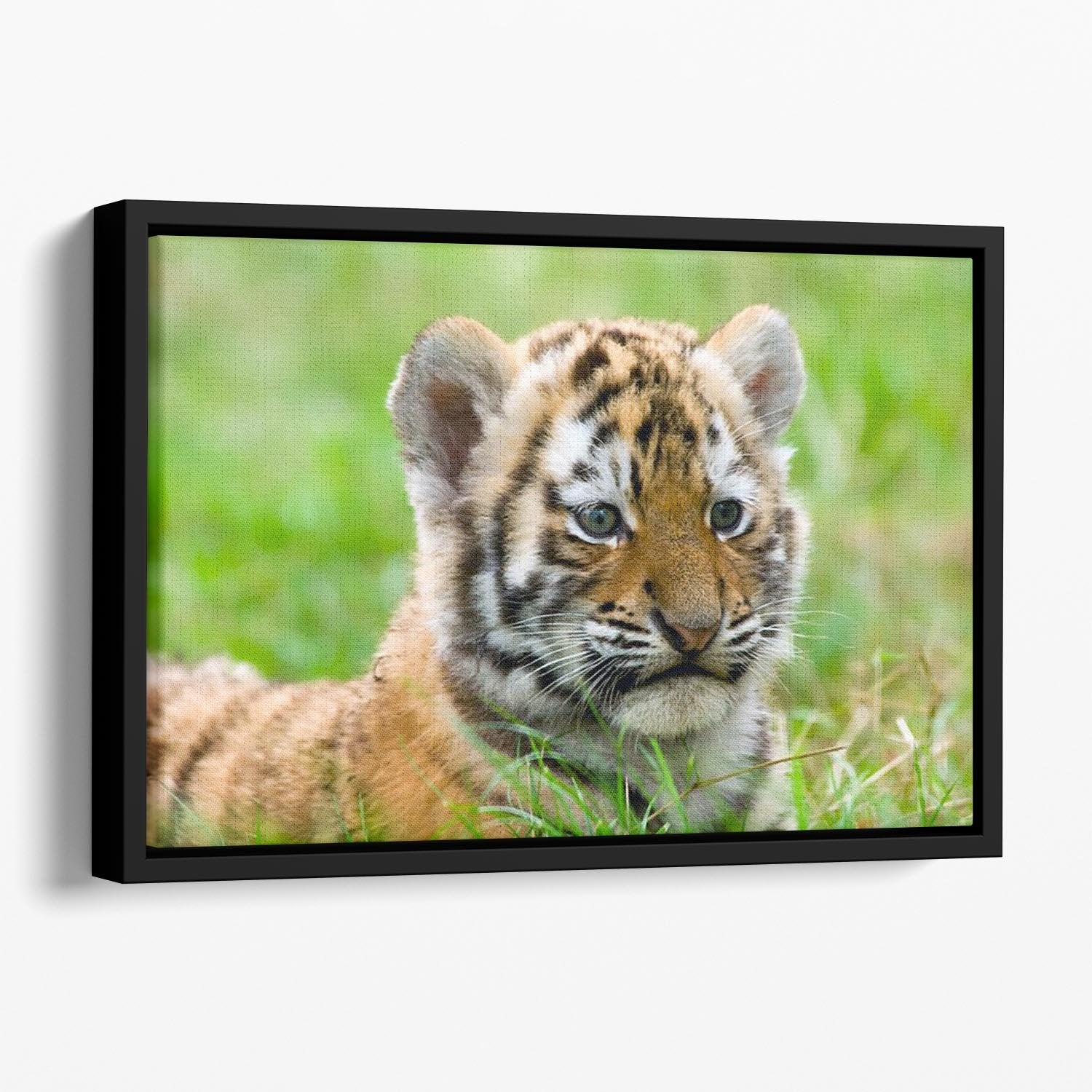Cute siberian tiger cub Floating Framed Canvas - Canvas Art Rocks - 1