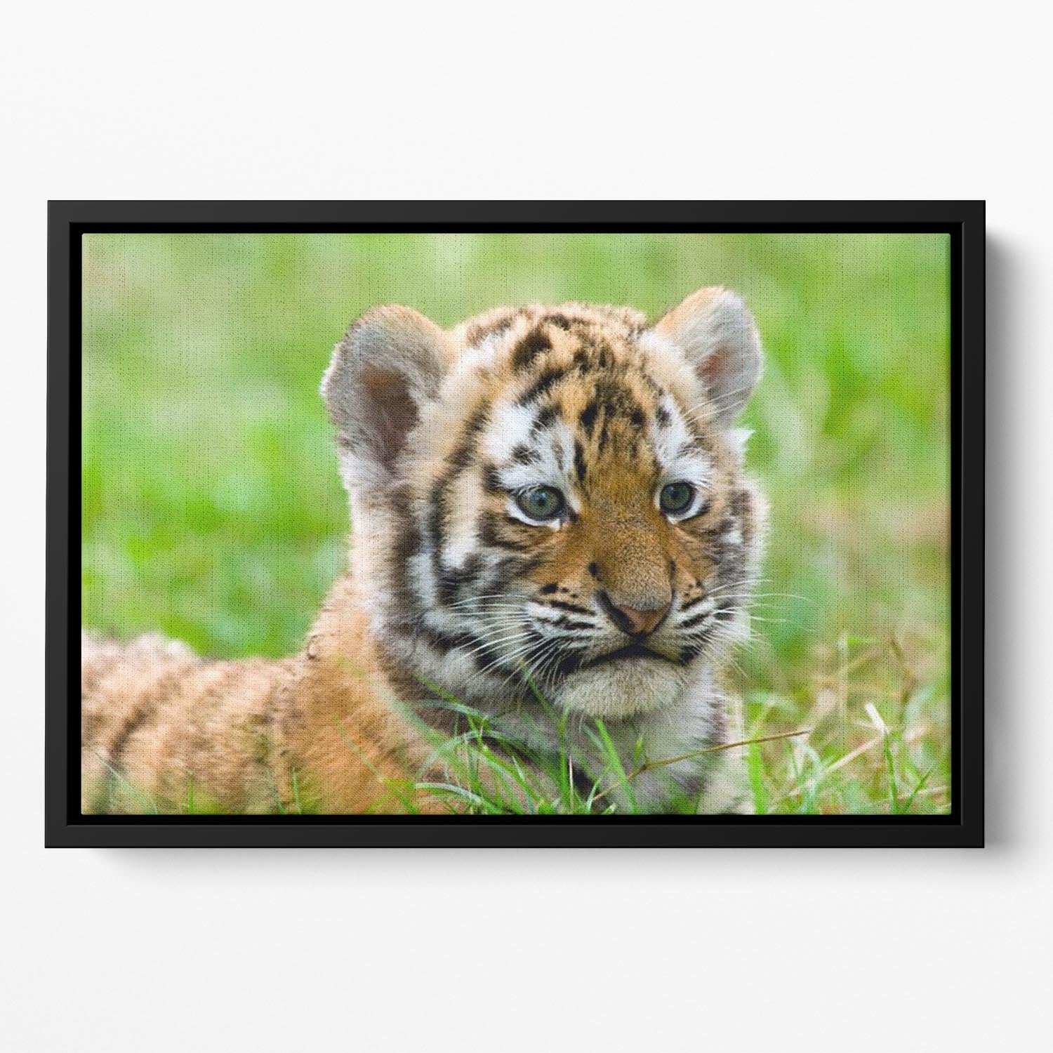 Cute siberian tiger cub Floating Framed Canvas - Canvas Art Rocks - 2