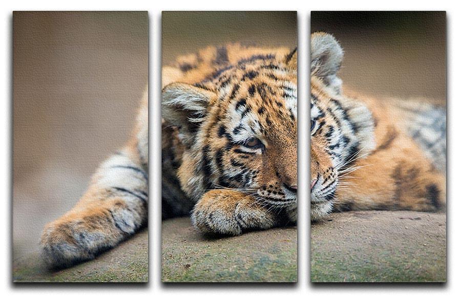 Cute tiger cub resting lazily 3 Split Panel Canvas Print - Canvas Art Rocks - 1