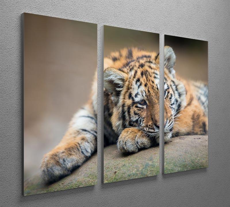Cute tiger cub resting lazily 3 Split Panel Canvas Print - Canvas Art Rocks - 2