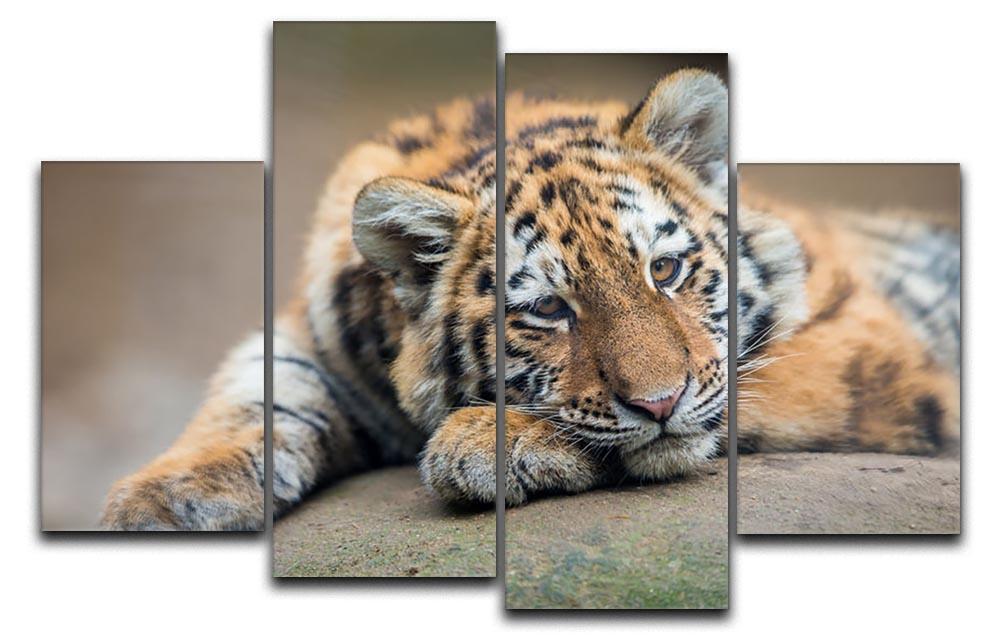 Cute tiger cub resting lazily 4 Split Panel Canvas - Canvas Art Rocks - 1