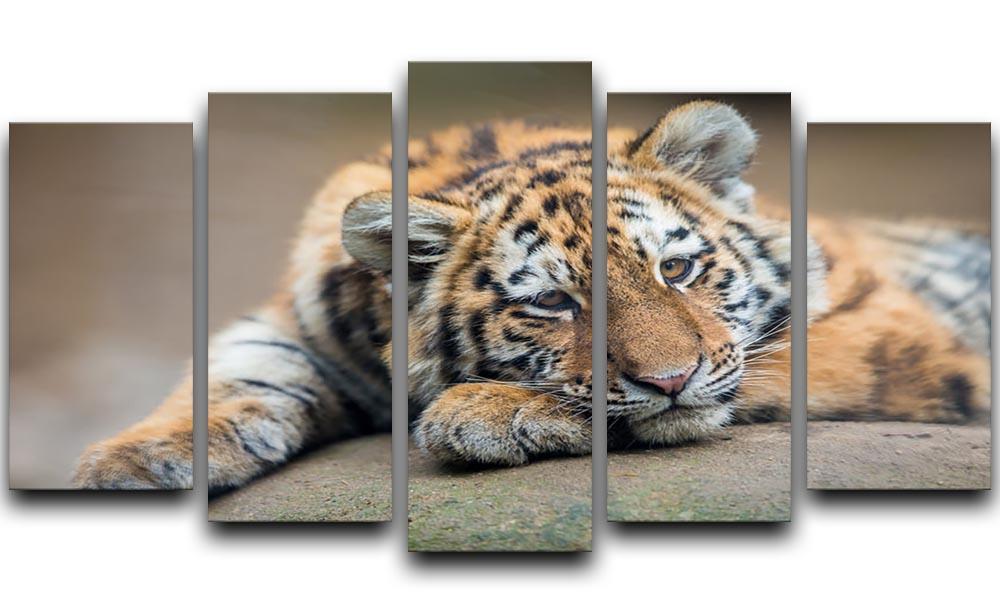Cute tiger cub resting lazily 5 Split Panel Canvas - Canvas Art Rocks - 1