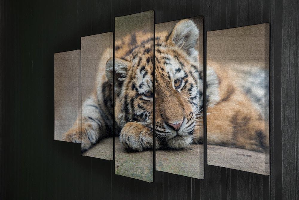 Cute tiger cub resting lazily 5 Split Panel Canvas - Canvas Art Rocks - 2