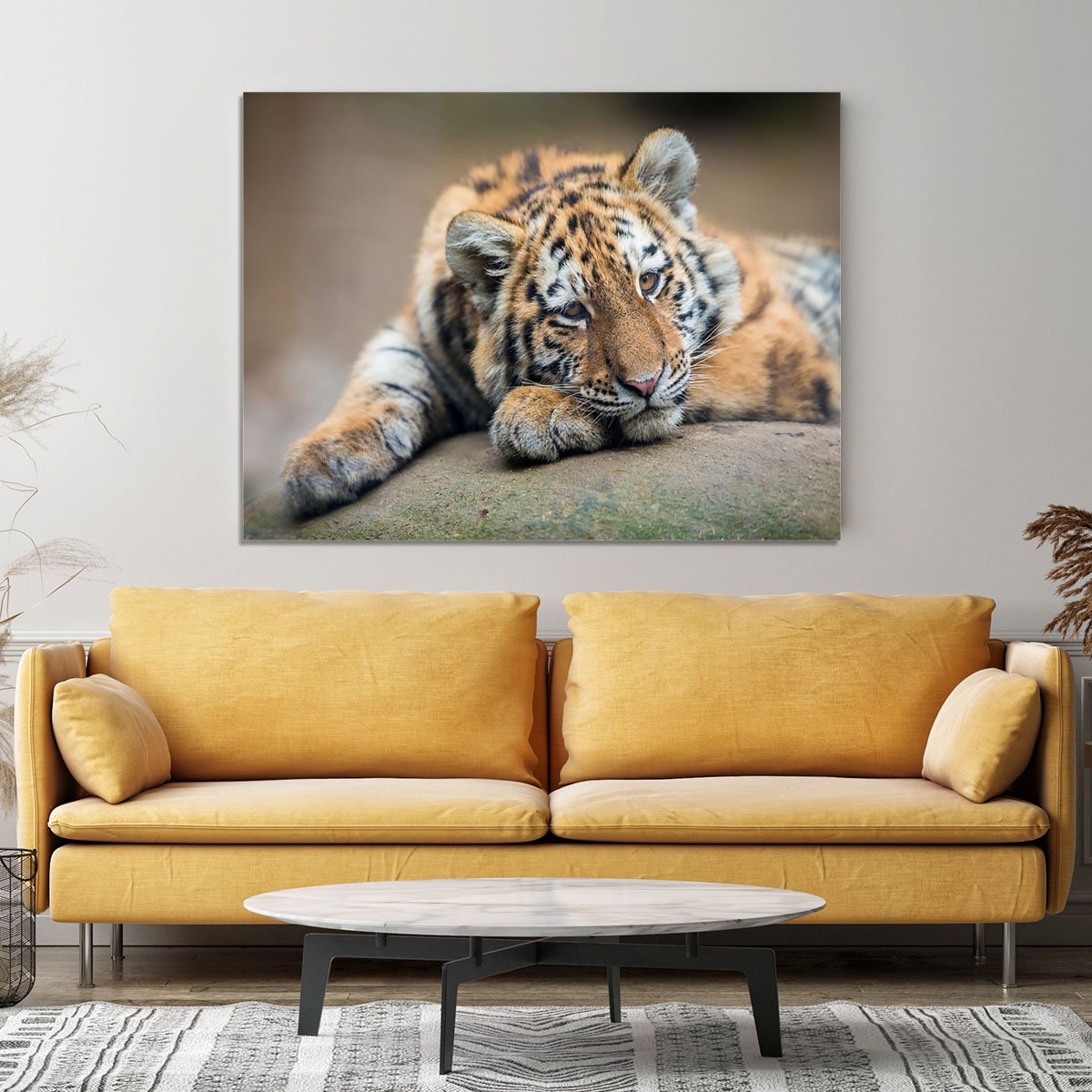 Cute tiger cub resting lazily Canvas Print or Poster