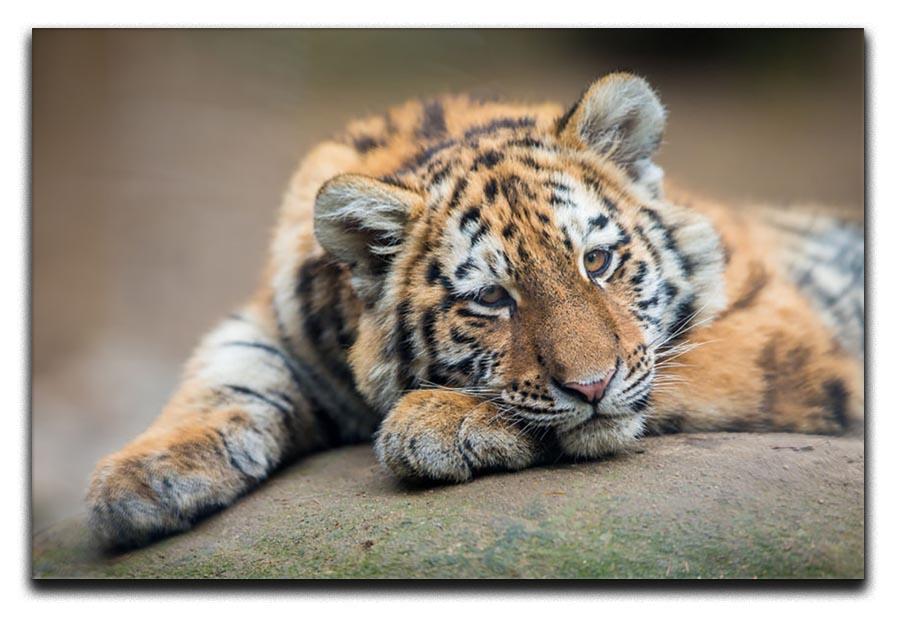 Cute tiger cub resting lazily Canvas Print or Poster - Canvas Art Rocks - 1