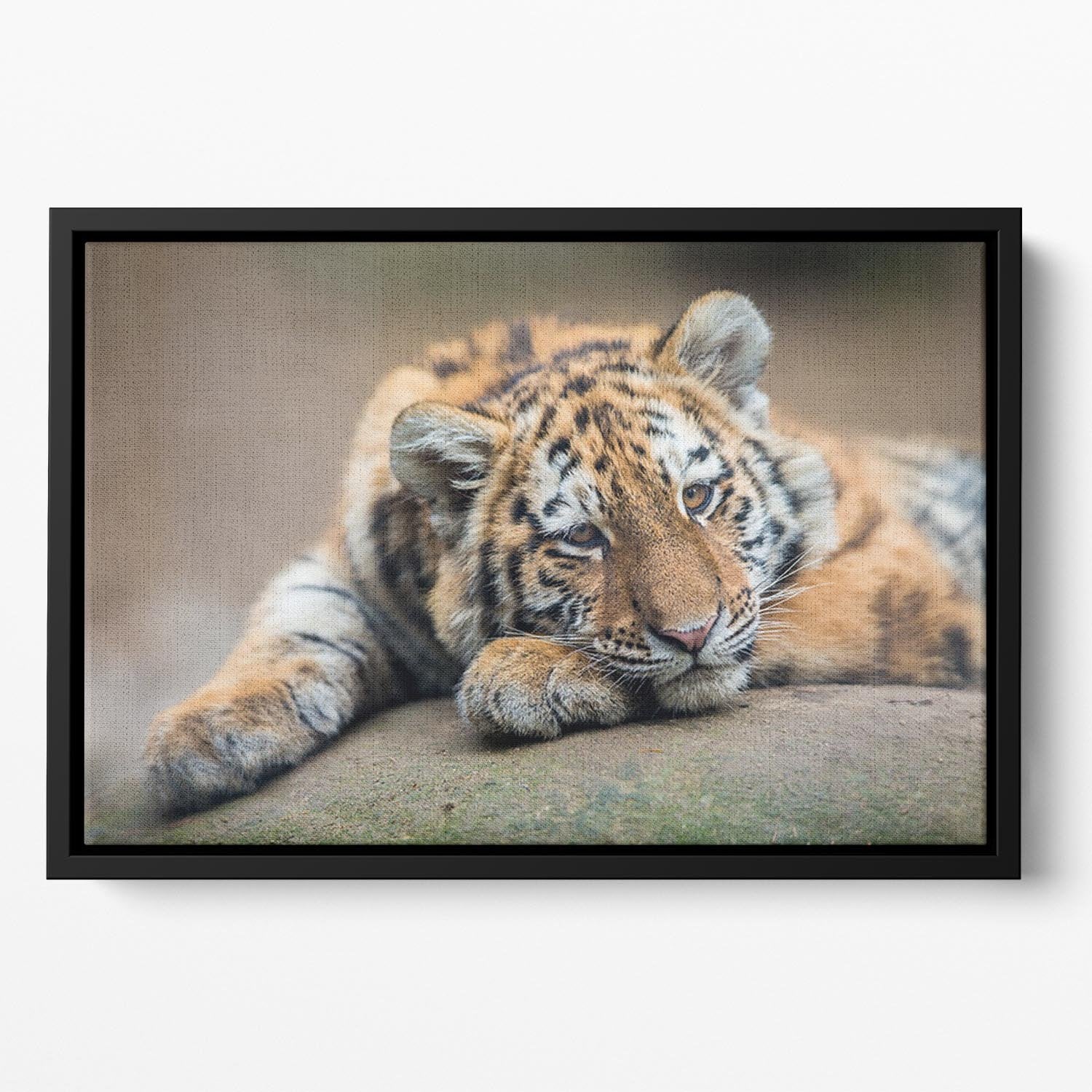 Cute tiger cub resting lazily Floating Framed Canvas - Canvas Art Rocks - 2