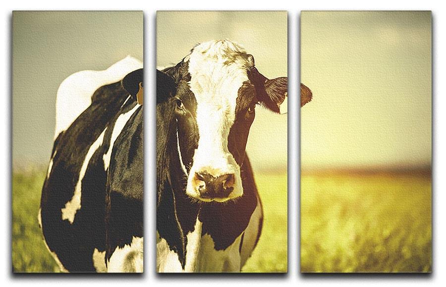Dairy cow on the countryside 3 Split Panel Canvas Print - Canvas Art Rocks - 1