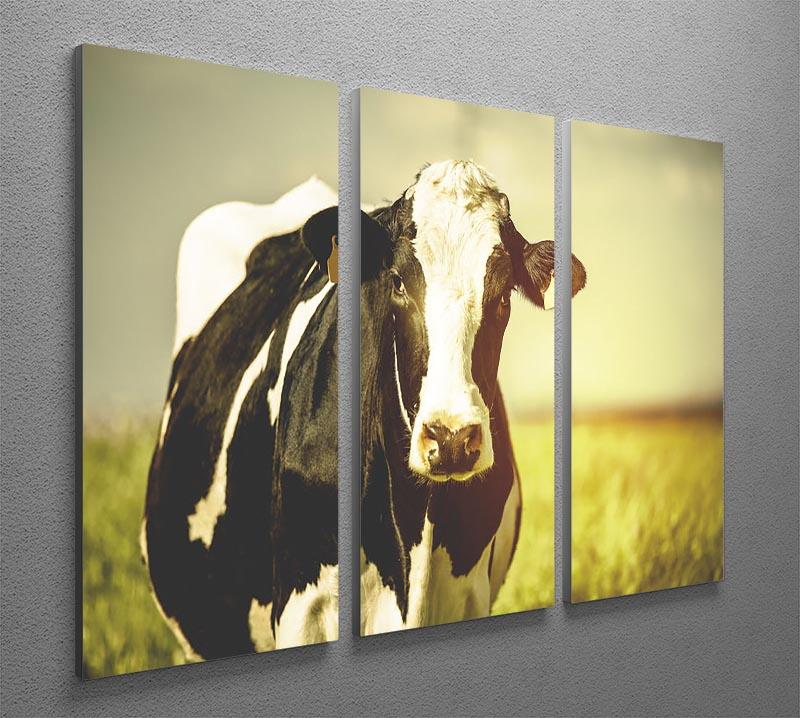 Dairy cow on the countryside 3 Split Panel Canvas Print - Canvas Art Rocks - 2