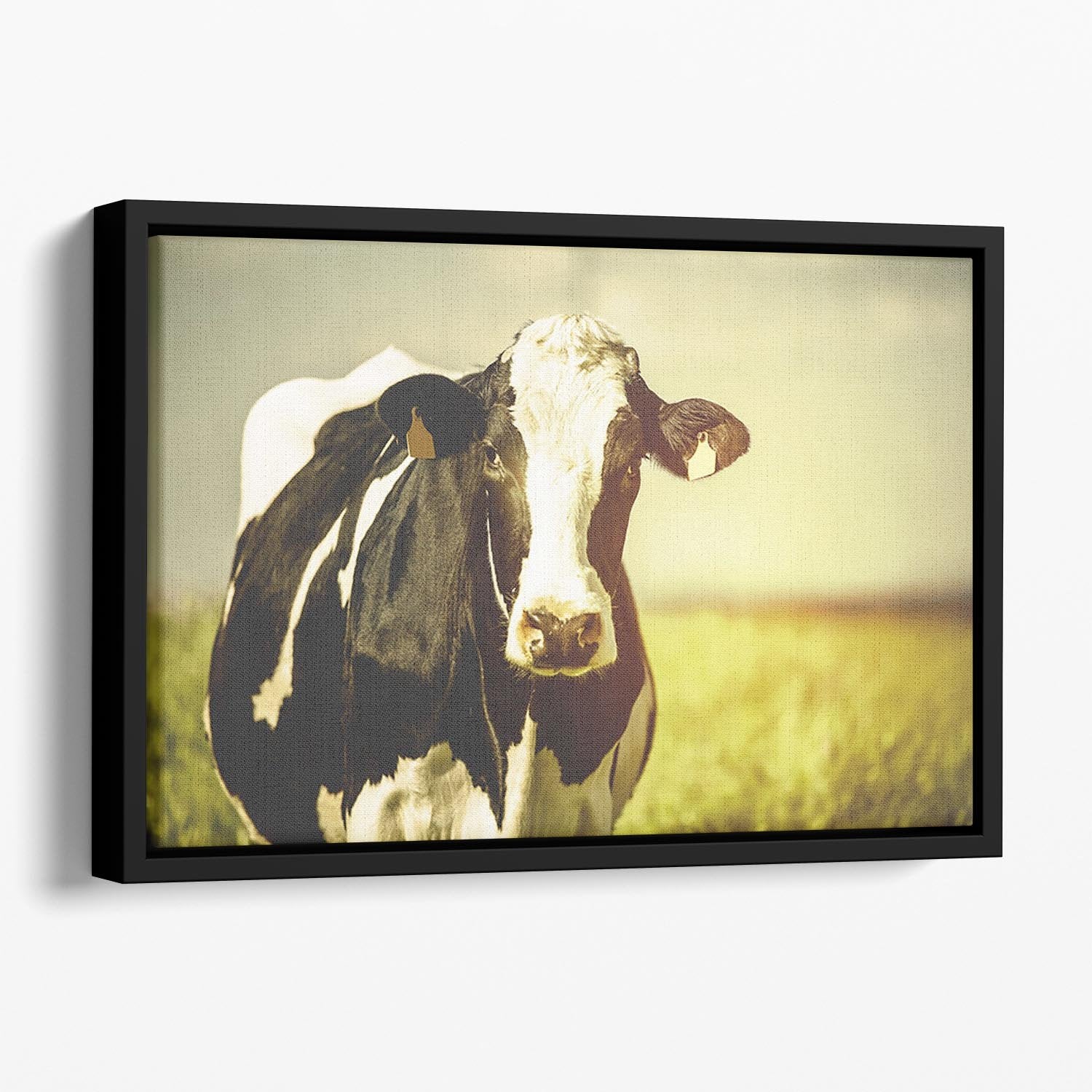Dairy cow on the countryside Floating Framed Canvas - Canvas Art Rocks - 1