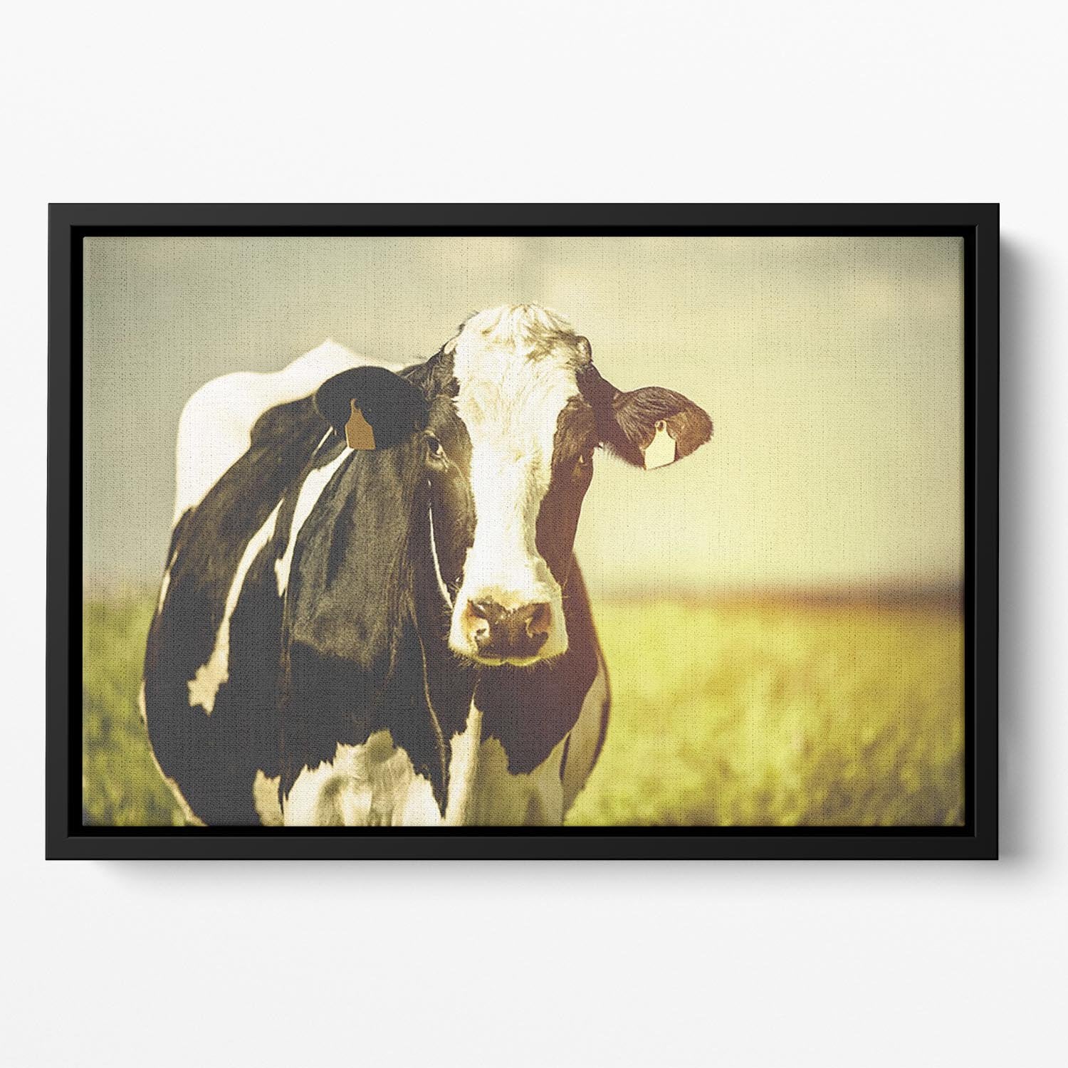 Dairy cow on the countryside Floating Framed Canvas - Canvas Art Rocks - 2
