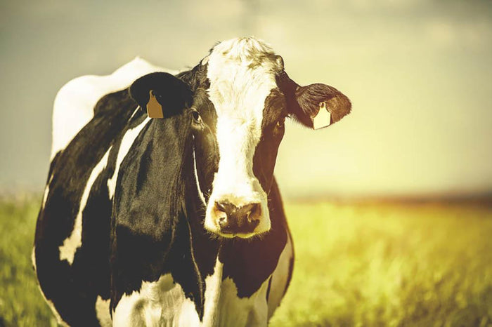 Dairy cow on the countryside Wall Mural Wallpaper