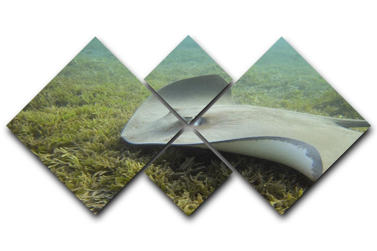 Darkspotted stingray 4 Square Multi Panel Canvas  - Canvas Art Rocks - 1
