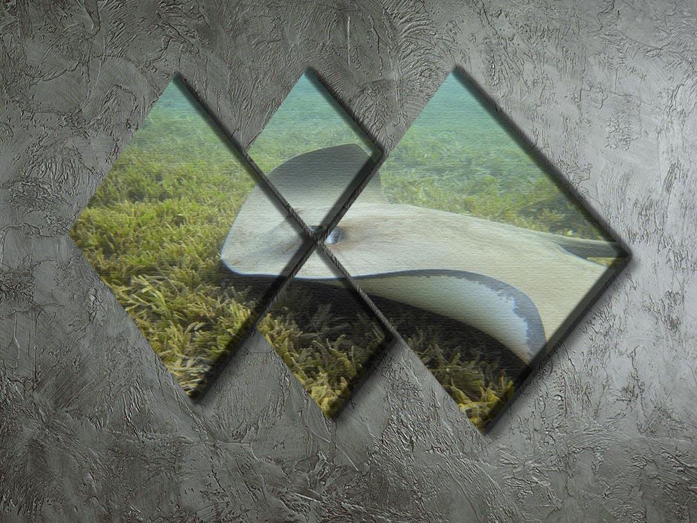 Darkspotted stingray 4 Square Multi Panel Canvas  - Canvas Art Rocks - 2