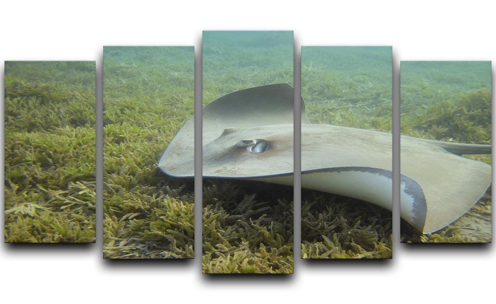 Darkspotted stingray 5 Split Panel Canvas  - Canvas Art Rocks - 1